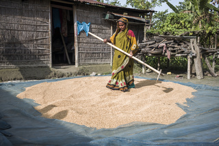 India. Assam. Bongaigaon. Falani Khatun (30) is spreading out rice to dry. The harvested and unpeeled rice must first be cooked and then dried. Only then will he be peeled. Due to a flood in recent weeks, her family has lost 1000kg of their rice harvest. The family has applied state flood relief, as parts of their house were destroyed. They do not yet know if they will get the aid payments approved. © Florian Lang