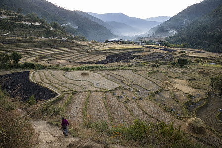 Bhutan. Punakha. Therrace fields. Florian Lang © Florian Lang