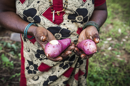 India. Karnataka. Udupi. Hardalli-Mandalli. Girija (41) is showing sweet potatoes, produced in her own garden. Giraja belongs to the tribal group of the Koraga. © Florian Lang