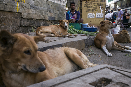 Indien. Maharashtra. Mumbai. Borivali East. Near Sanjay Gandhi National Park. Street Dogs. © Florian Lang